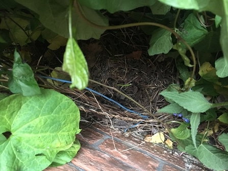 Hedgehog breeding nest