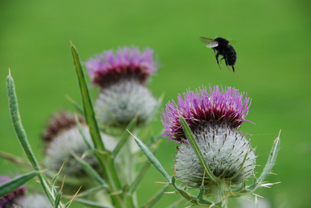 Suffolk Wildlife Trust