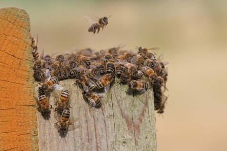 Suffolk Wildlife Trust