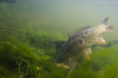 Suffolk Wildlife Trust