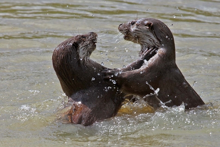 Suffolk Wildlife Trust