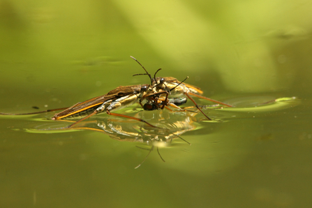 Suffolk Wildlife Trust