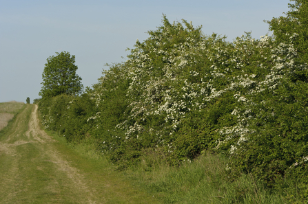 Suffolk Wildlife Trust