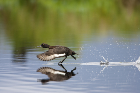 Suffolk Wildlife Trust