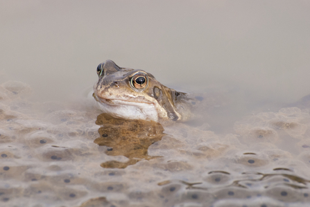 Suffolk Wildlife Trust