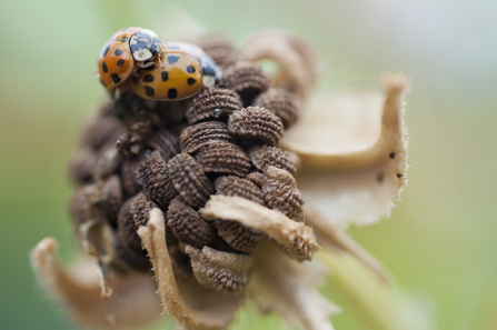 Suffolk Wildlife Trust