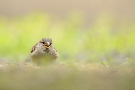 Suffolk Wildlife Trust