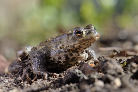 Suffolk Wildlife Trust