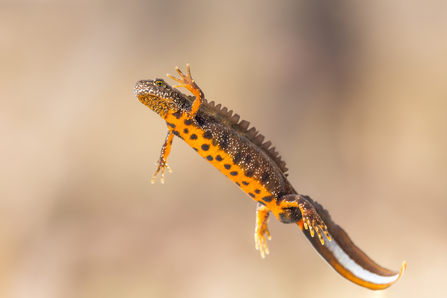 Suffolk Wildlife Trust