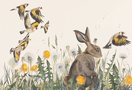 Suffolk Wildlife Trust