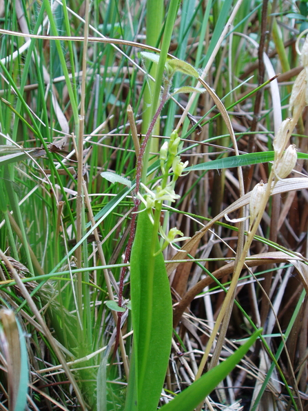 Suffolk Wildlife Trust