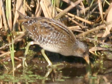 Spotted crake by Dave Appleton