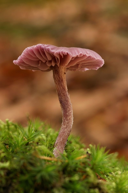 Suffolk Wildlife Trust