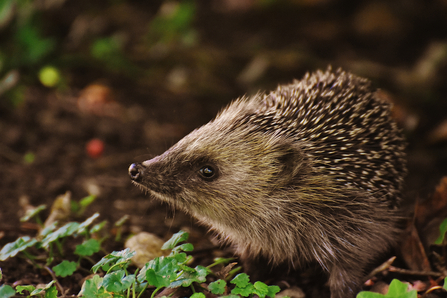 Hedgehog faring better in urban locations