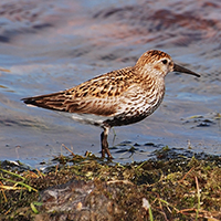 Suffolk Wildlife Trust