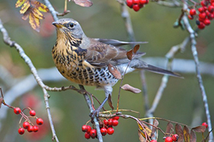 Suffolk Wildlife Trust