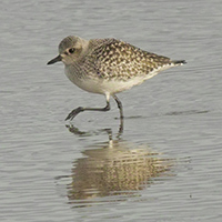 Suffolk Wildlife Trust