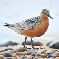 Suffolk Wildlife Trust