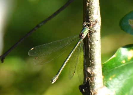 willow emerald damselfly