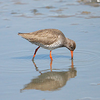 Suffolk Wildlife Trust