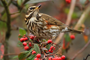 Suffolk Wildlife Trust