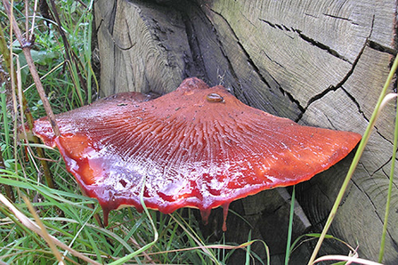 Suffolk Wildlife Trust