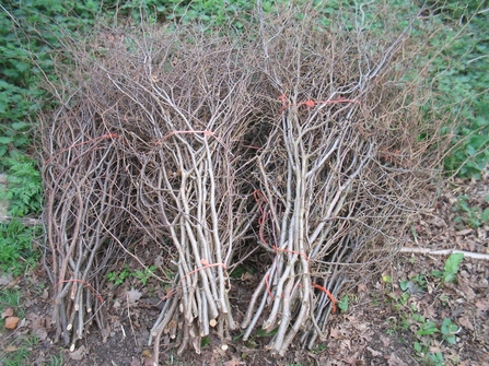 Suffolk Wildlife Trust