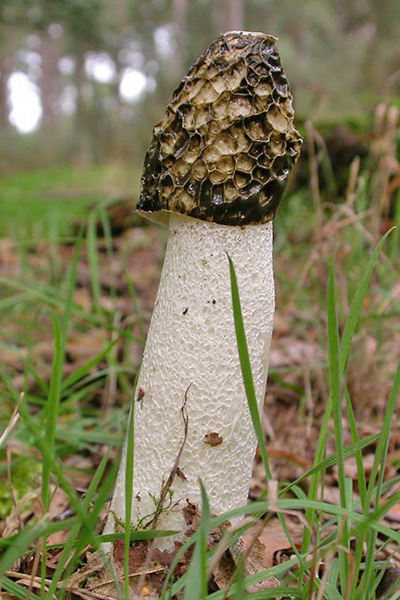 Suffolk Wildlife Trust