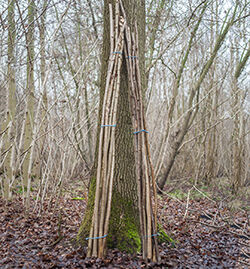 Coppice products | Suffolk Wildlife Trust