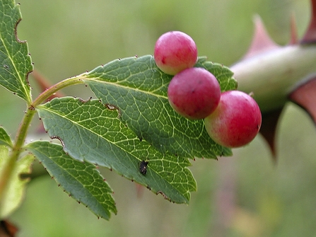 Suffolk Wildlife Trust