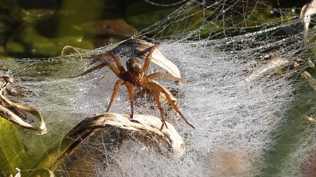 Fen raft spider on dew covered nursery web