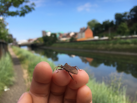 Dock bug