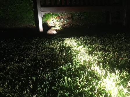Hedgehog in torchlight