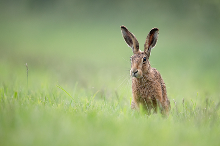 Suffolk Wildlife Trust