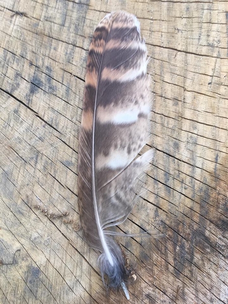 Tawny Owl Feather - Christchurch Park 