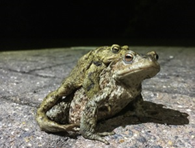 Toads amplexus