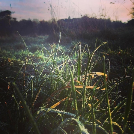 Frosty grass, Holywells Park, Lucy Shepherd