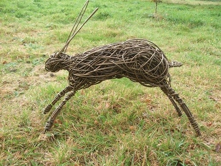 Running willow hare