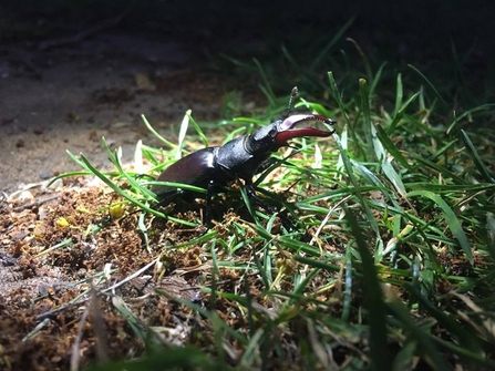 Stag Beetle, Pipers Vale - Lucy Shepherd