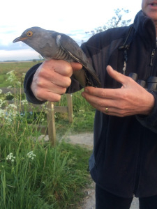 Suffolk Wildlife Trust