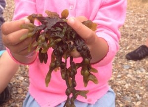 Suffolk Wildlife Trust