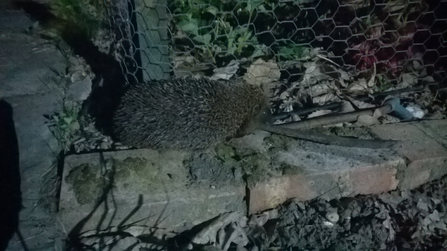 Community garden hog