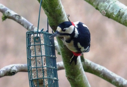 great spotted woodpecker feeding at feeders at Lackford Lakes.