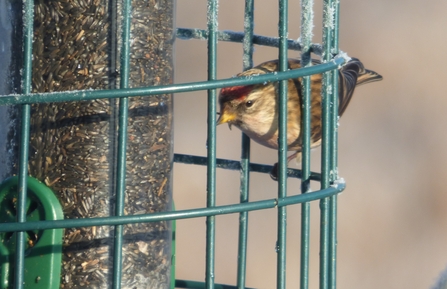 Redpoll at Lackford Lakes