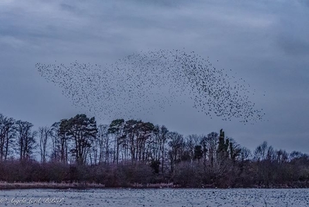 Starlings 2 at Lackford Lakes