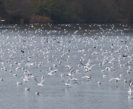 Gull roost at Lackford Lakes