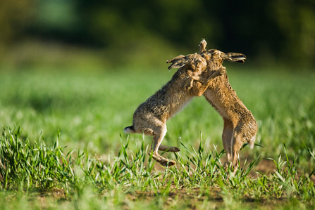 Suffolk Wildlife Trust