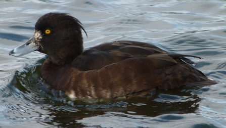 Tufted duck 2