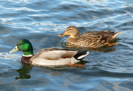 Mallard