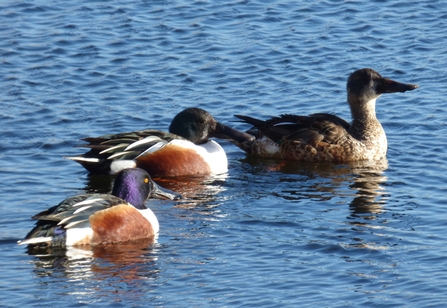 Shoveler